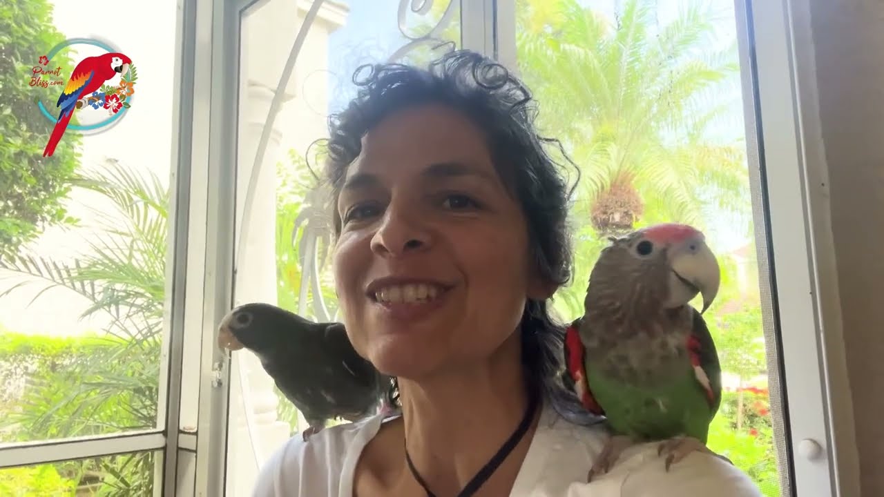 Cape Parrot 🦜 Vs Pionus 