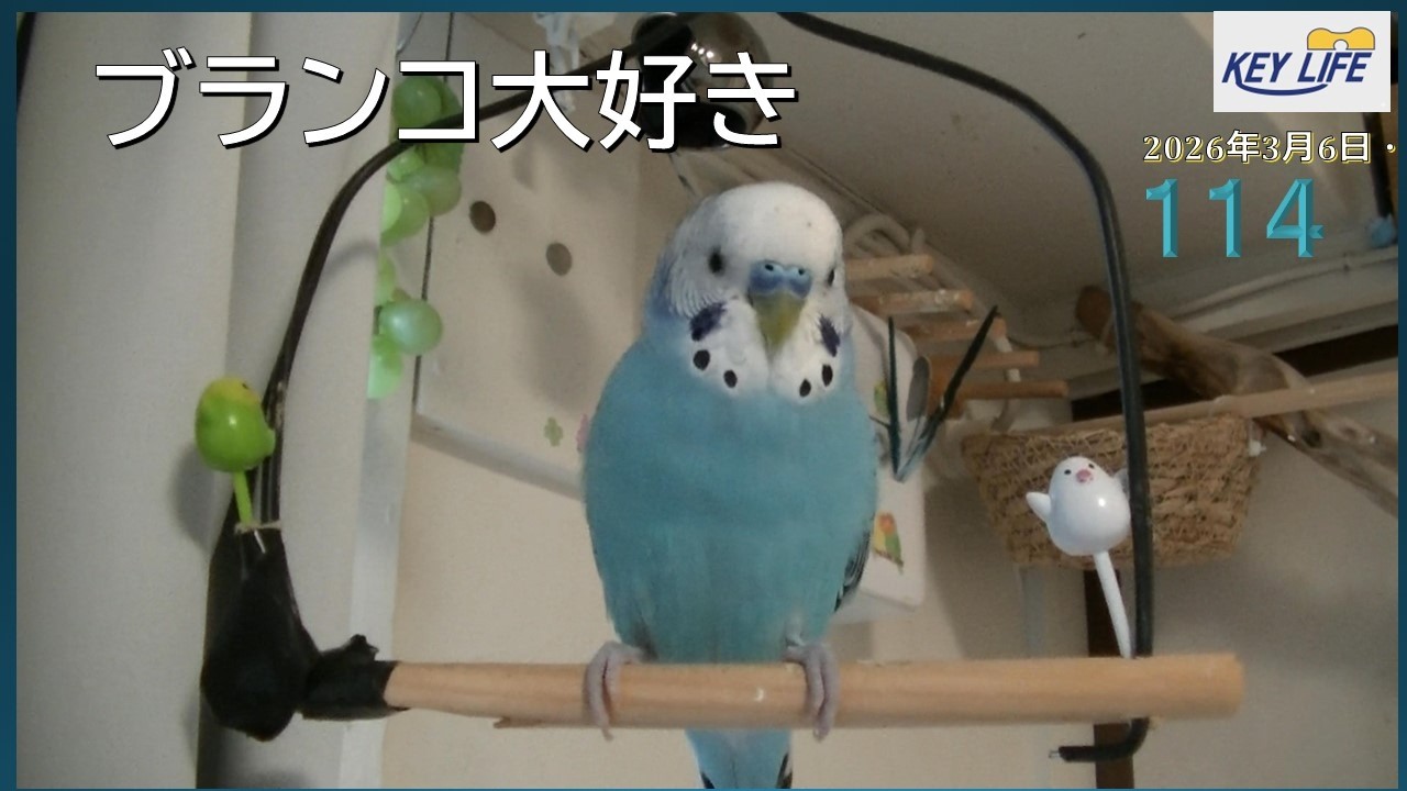 セキセイインコとの暮らし（114）ブランコ大好き