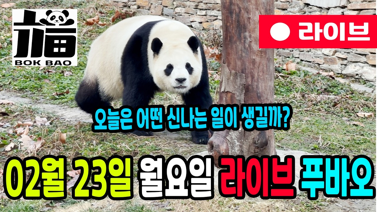 02월 23일 월요일 푸바오 라이브입니다. 오늘은 어떤 신나는 일이 생길까?