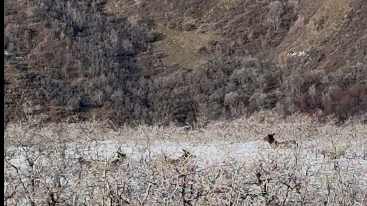 Last day extended archery Elk season in Utah!