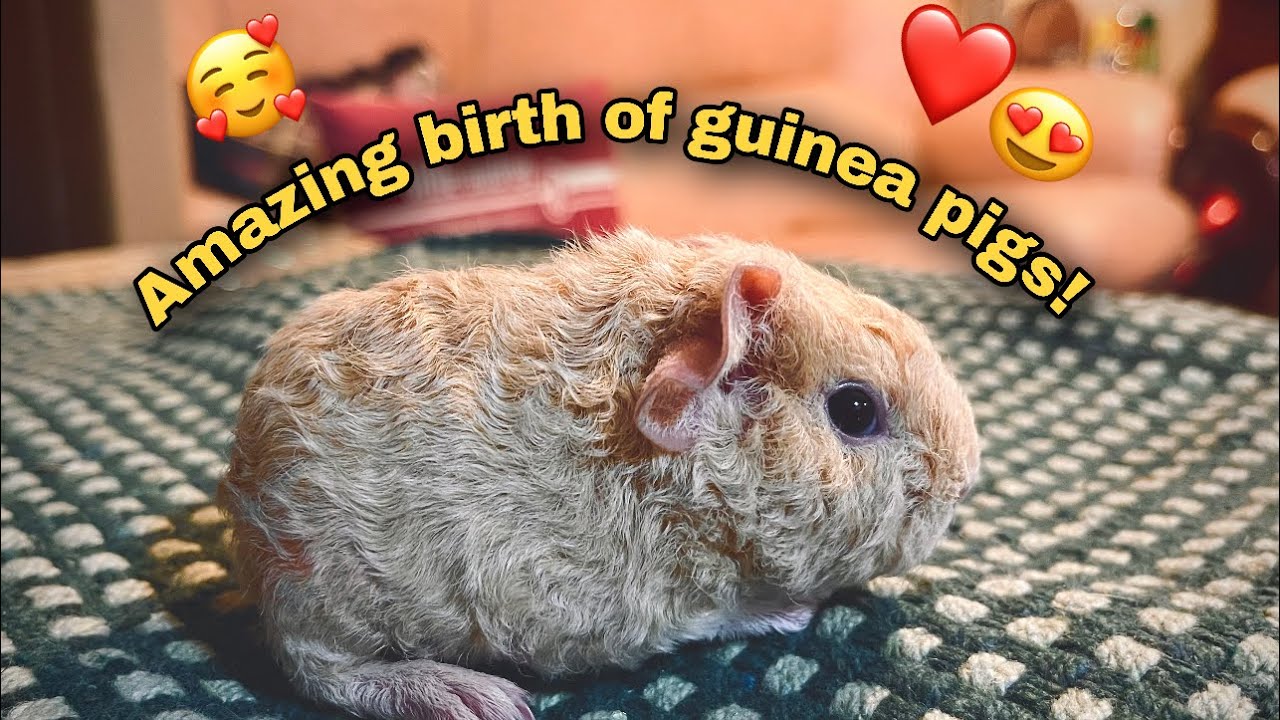 Guinea pig giving birth ! | amazing birth of a guinea pig!