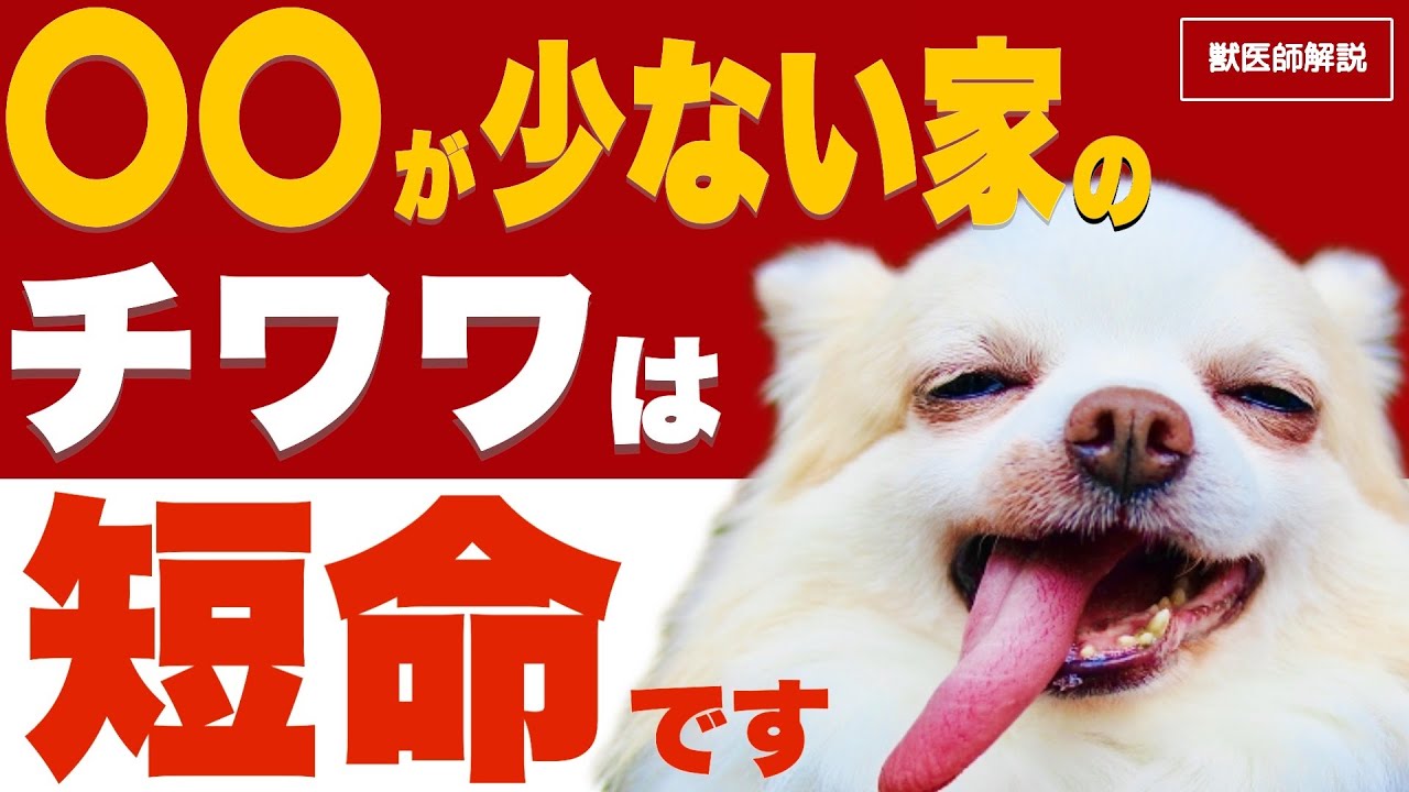 チワワが長生きする家と寿命が短くなる家の決定的な違い【獣医師解説】