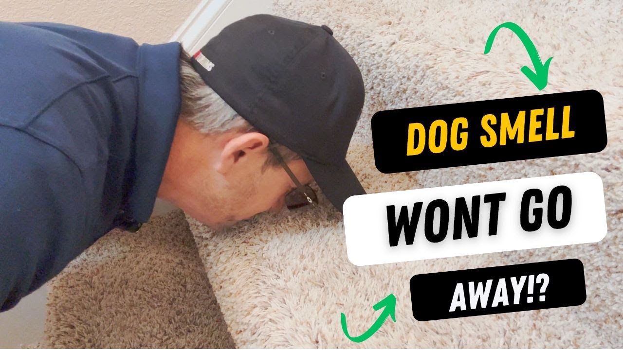How To Remove Dog Smell From House that WON'T Go Away