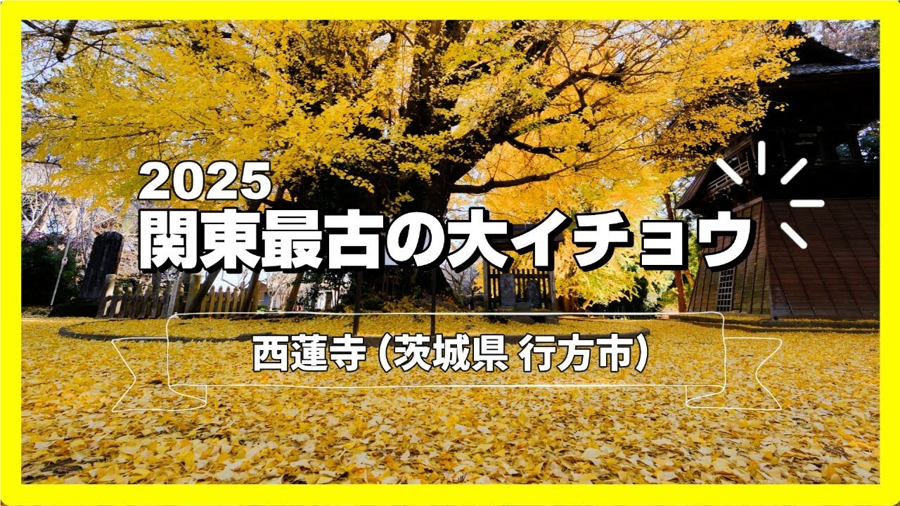 2025関東最古の大銀杏/絨毯/黄葉シャワー【天台宗 西蓮寺】（茨城県行方市）[4K] Ginkgo Day