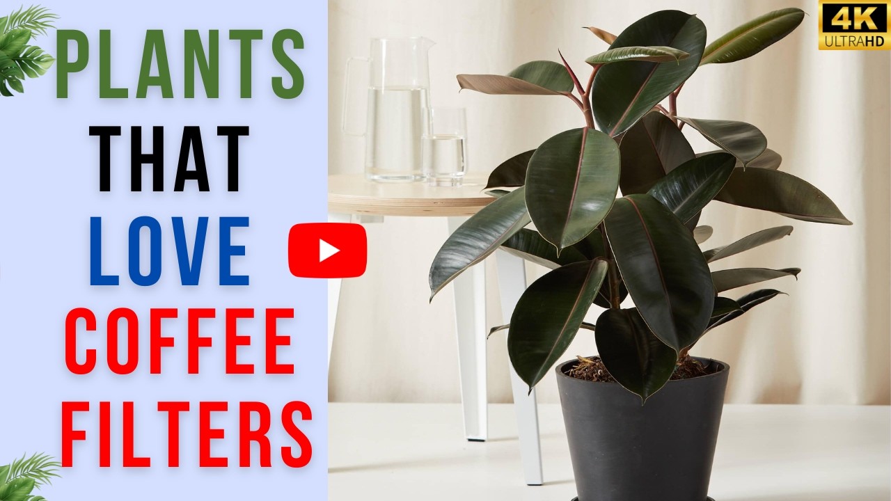 11 Plants That Grow Better in Coffee Filters | Soil to Sow