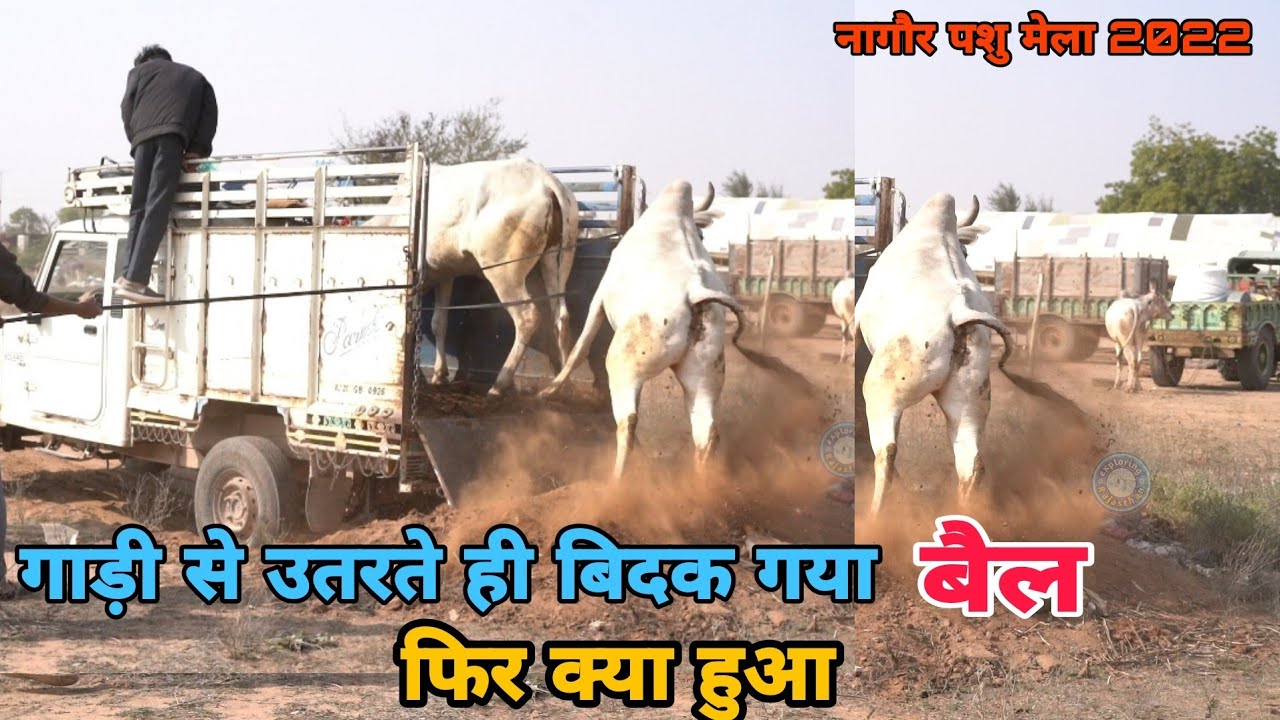 इसे आप गलती कहोगे या नागौरी बैल का पावर ||Will you call it a mistake or the power of Nagori bull