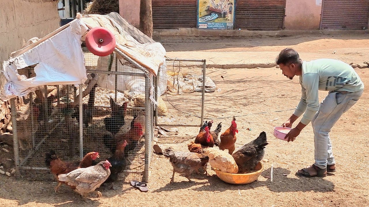 20 Desi Layer Poultry l Shed l Investment l Profit l
