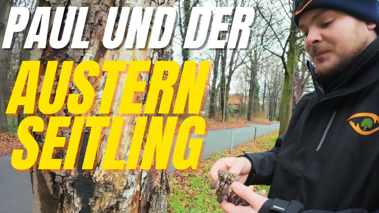 Paul und der Austernseitling - Kann man diesen Pilz essen???