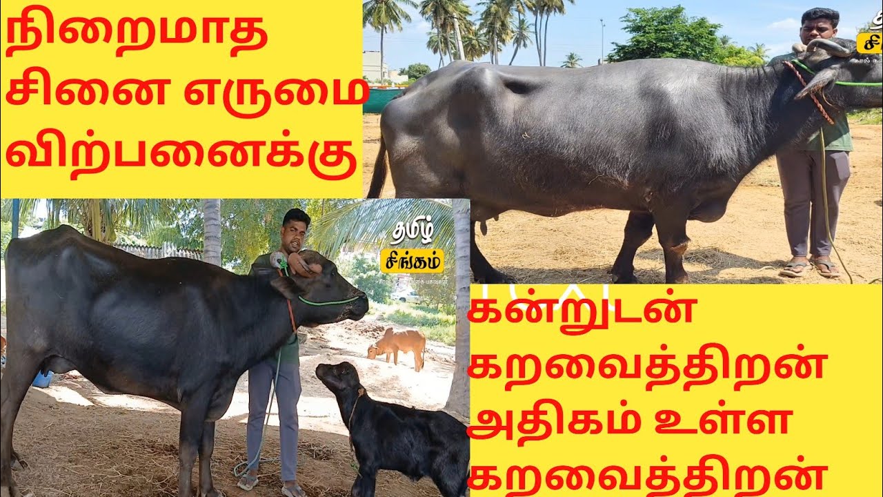 நிறைமாச எருமை கன்னுகுட்டி எருமை விற்பனைக்கு #bufflo #tamilsingam 