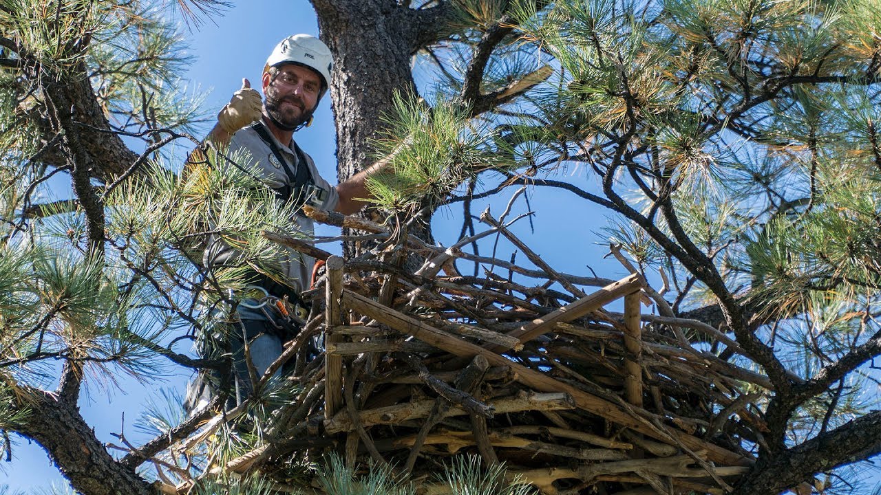 Building a Bald Eagle Nest