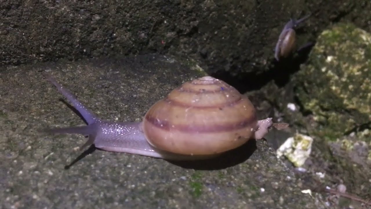 หอยทากสยาม..Cryptozona siamensis