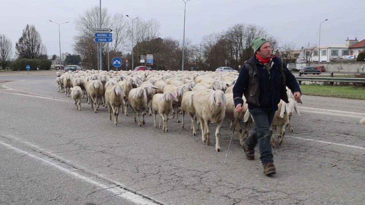 Vigevano, passa un gregge da mille pecore