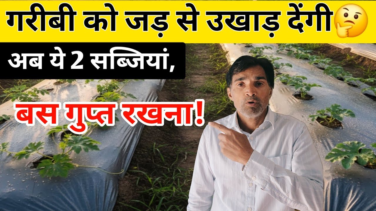 ​गरीबी को जड़ से उखाड़ देंगी ये 2 सब्जियां, बस लगाने का तरीका गुप्त रखना! Winter Cash Crops |