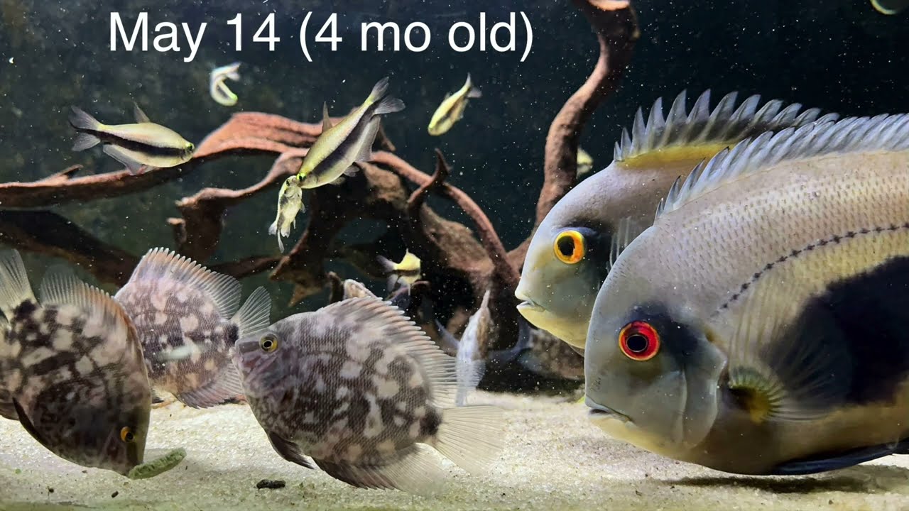 Keeping, Breeding and Raising Uaru amphiacanthoides