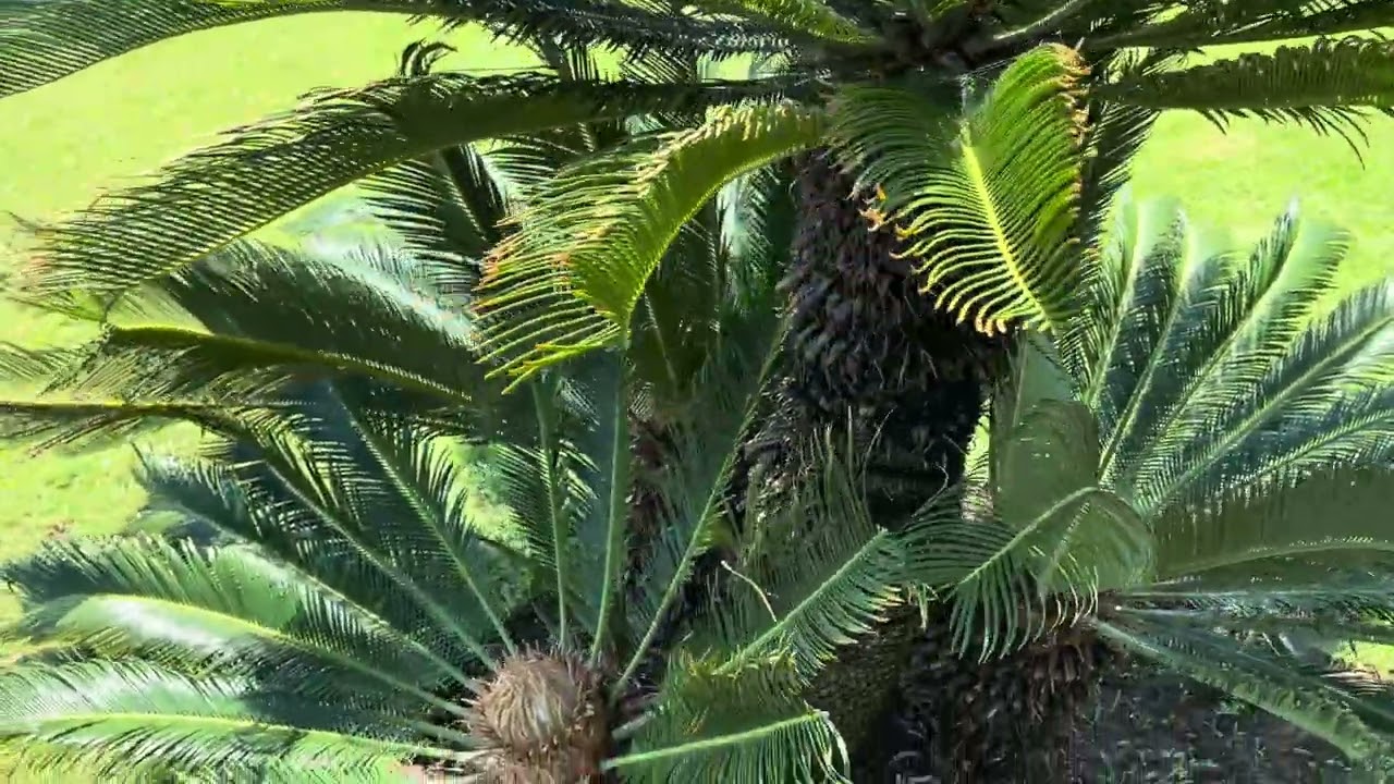 4 decades sago palm(cycas revoluta)