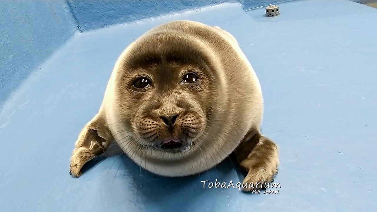 《鳥羽水族館》　「おじさん顔 (