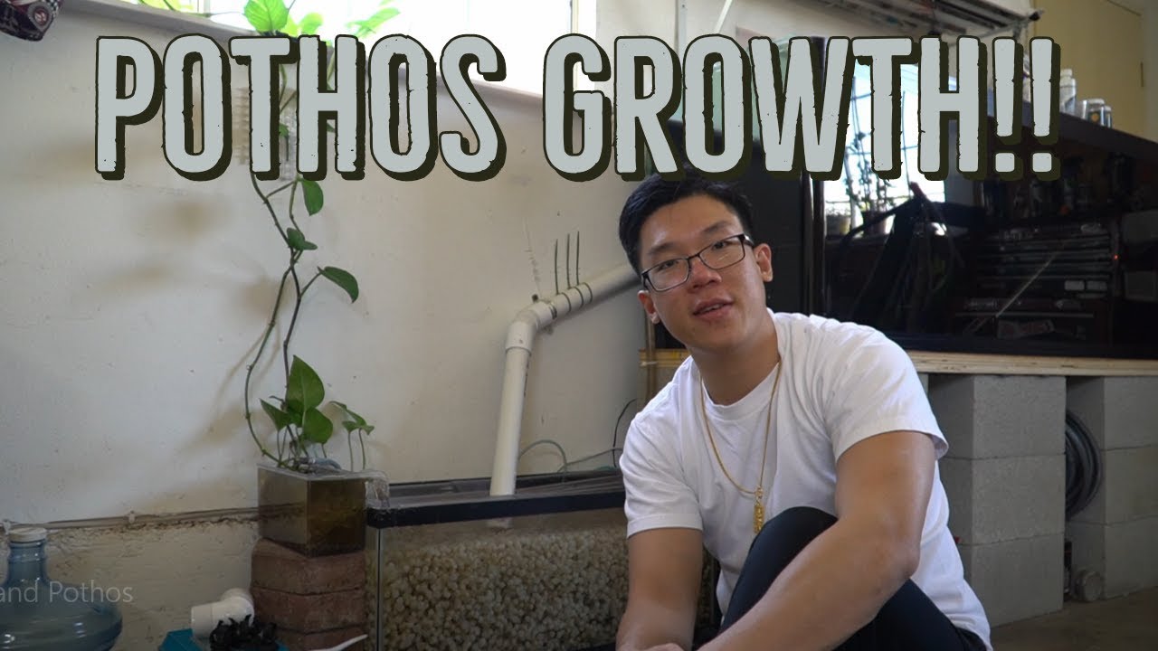 Major Pothos Growth from DIY K1 Kaldnes Aquarium Sump!!