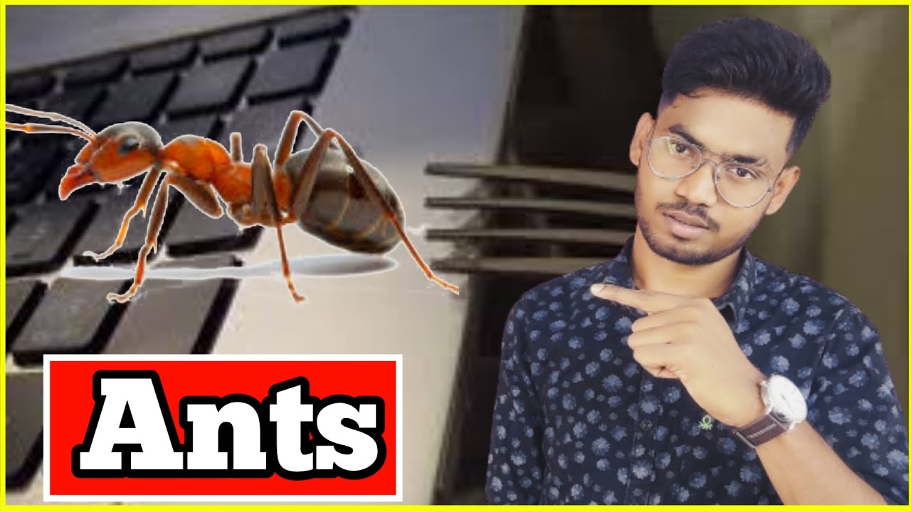 ants on laptop keyboard || how to remove ants from keyboard