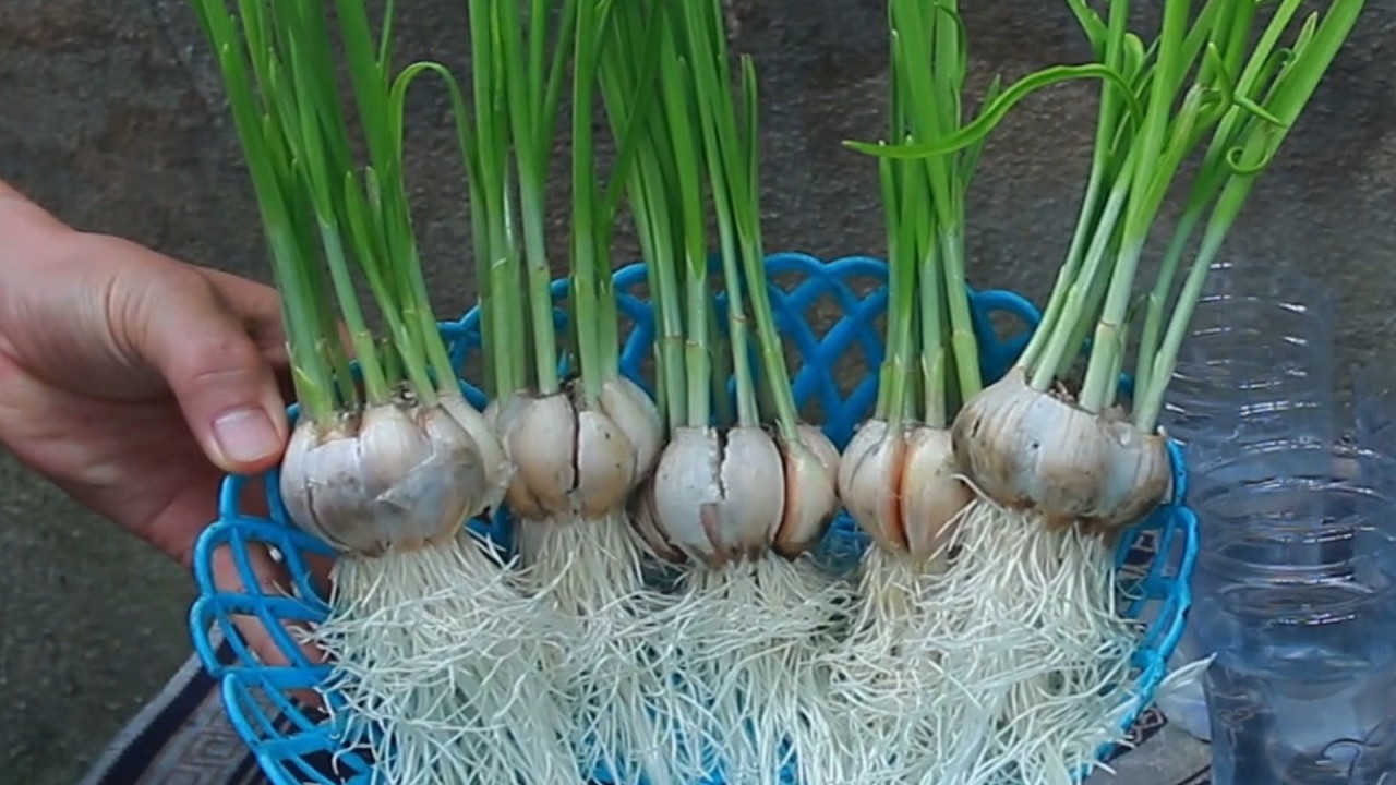 Garlic Sprouting Hack You Wish You Knew Earlier