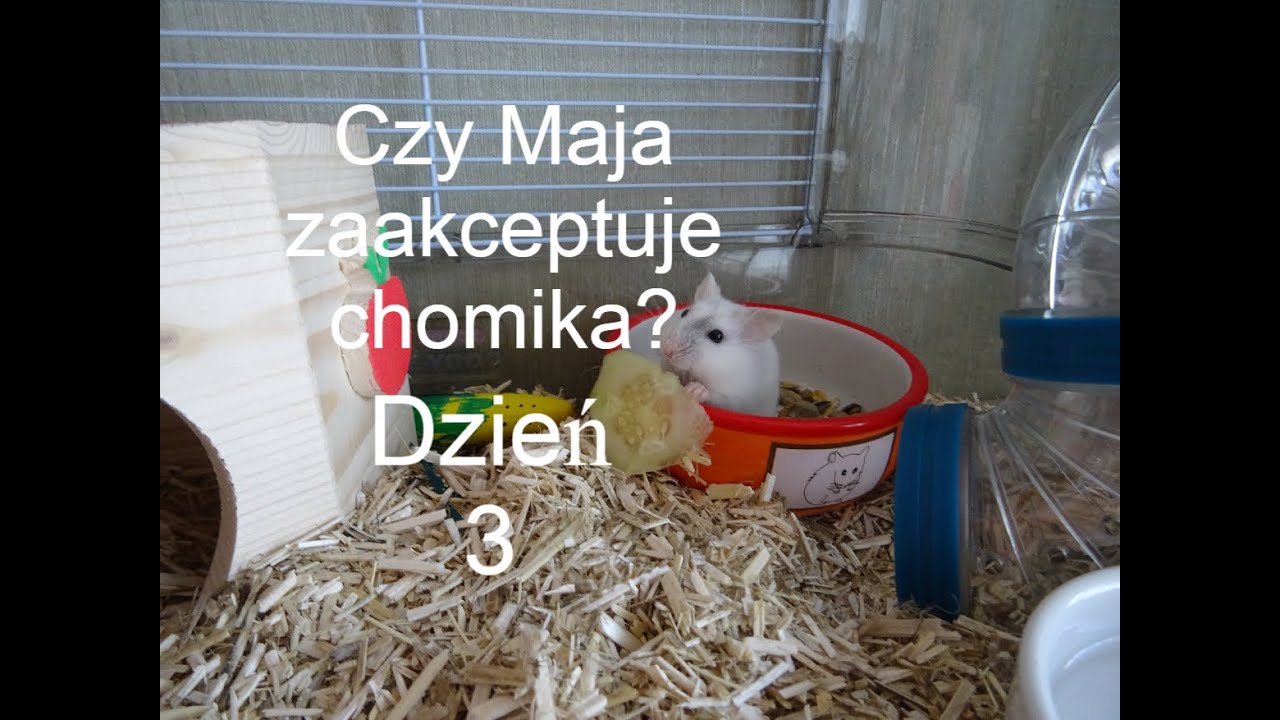 Chomik testuje marchew i ogórka🐹