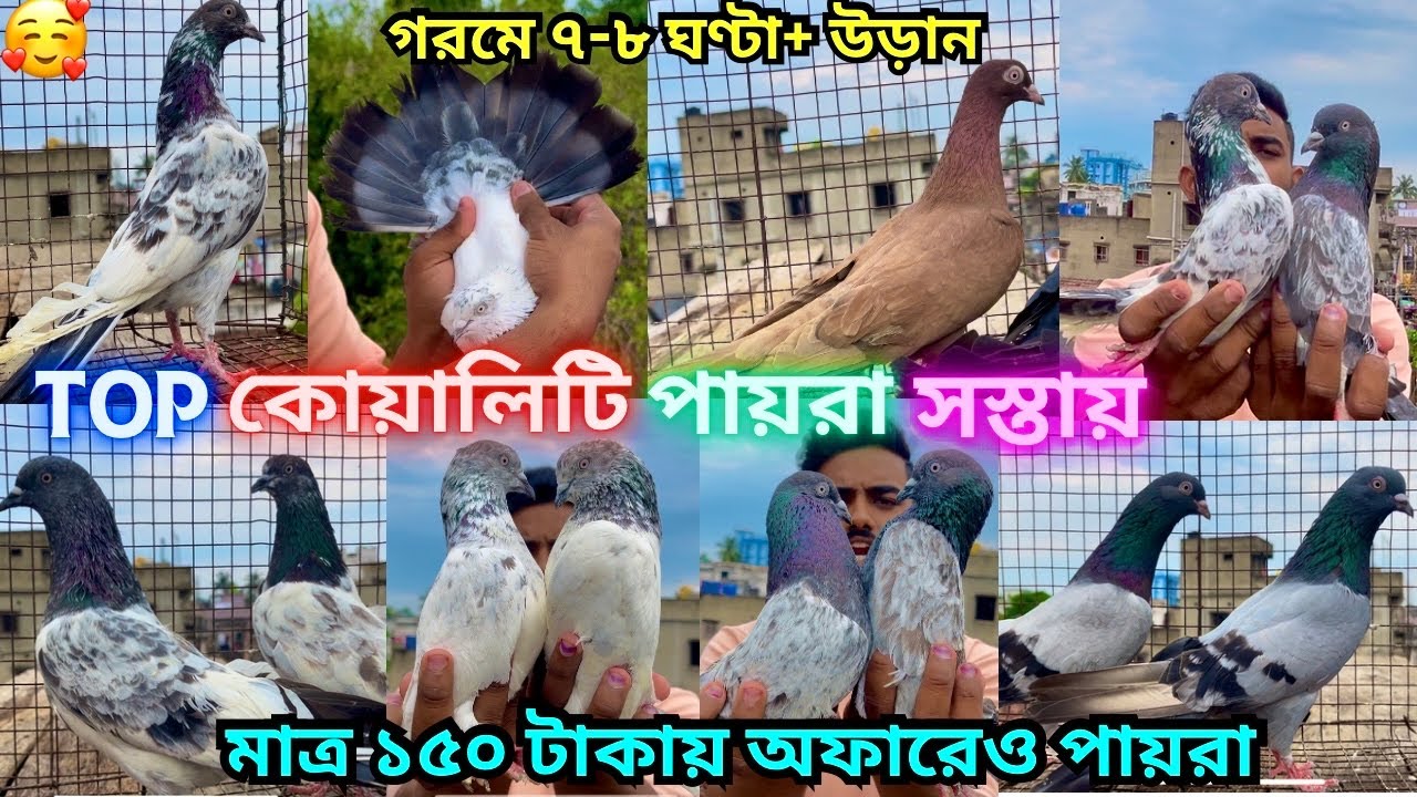 গরমে ৭-৮ ঘণ্টা+ উড়ান । তারসাথে অফারে মাত্র ১৫০ টাকায় পায়রা পাবেন 🥰। @alok_shah ।