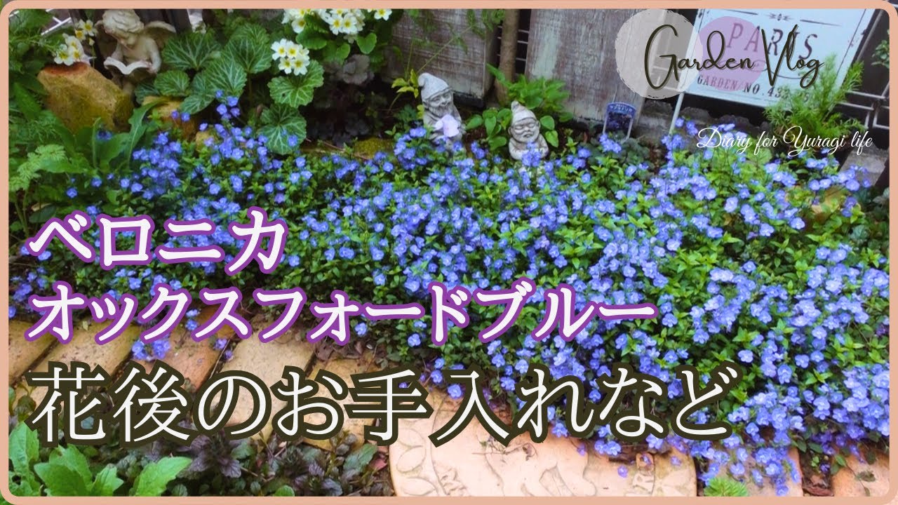 グランドカバー・ベロニカオックスフォードブルーの２年間/花後の手入れ/増やし方