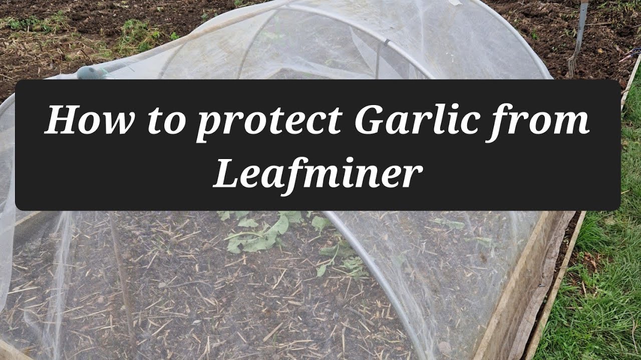 How to prevent leaf miner attacking garlic and onions