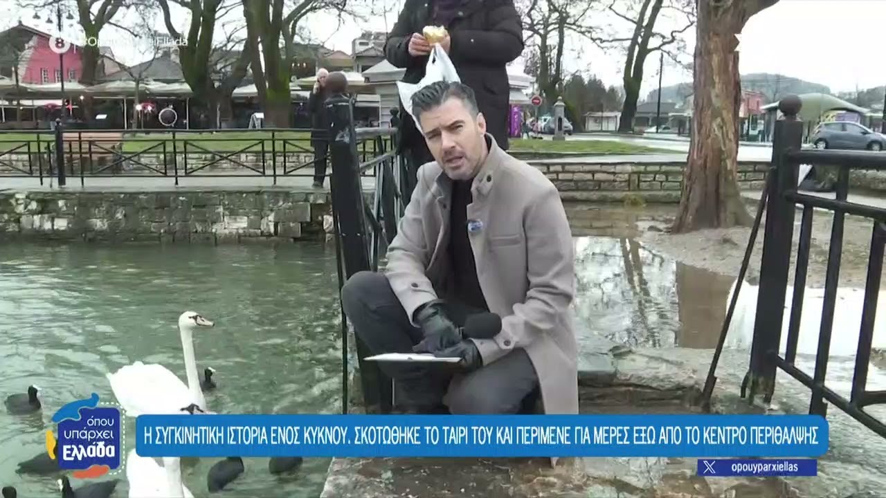 Η συγκινητική ιστορία ενός κύκνου, σκοτώθηκε το ταίρι του και περίμενε έξω από το κέντρο περίθαλψης