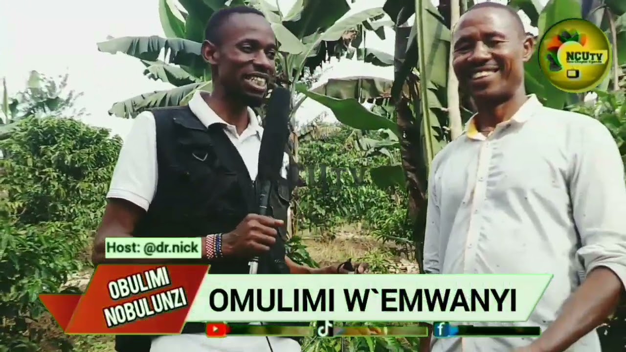 Wuno omwami Kalemera Paul omulimi wemwanyi mu Nakaseke.