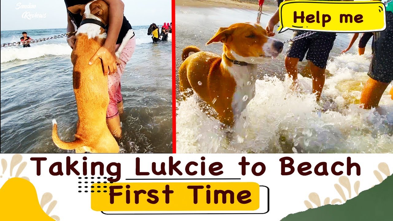 🤯💥Taking Luckie to Beach for the First Time💥😂