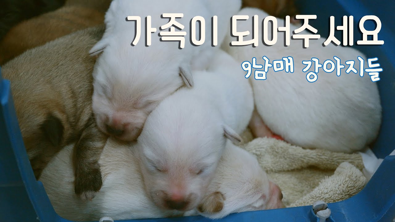[입양홍보10화] 김해 9남매│임보/입양가능│김해 구조견│가족이 되어줘 EP10│사지 말고 입양하세요