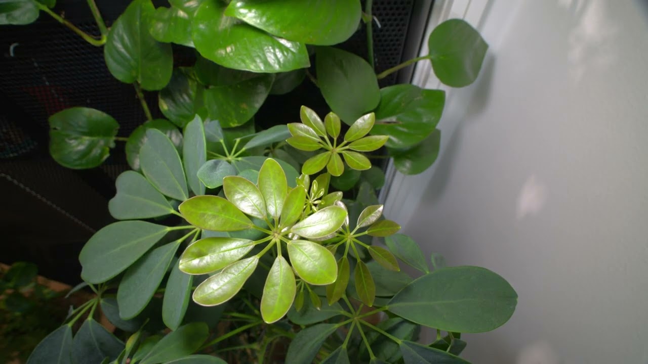 17 day timelapse: Schefflera Arboricola