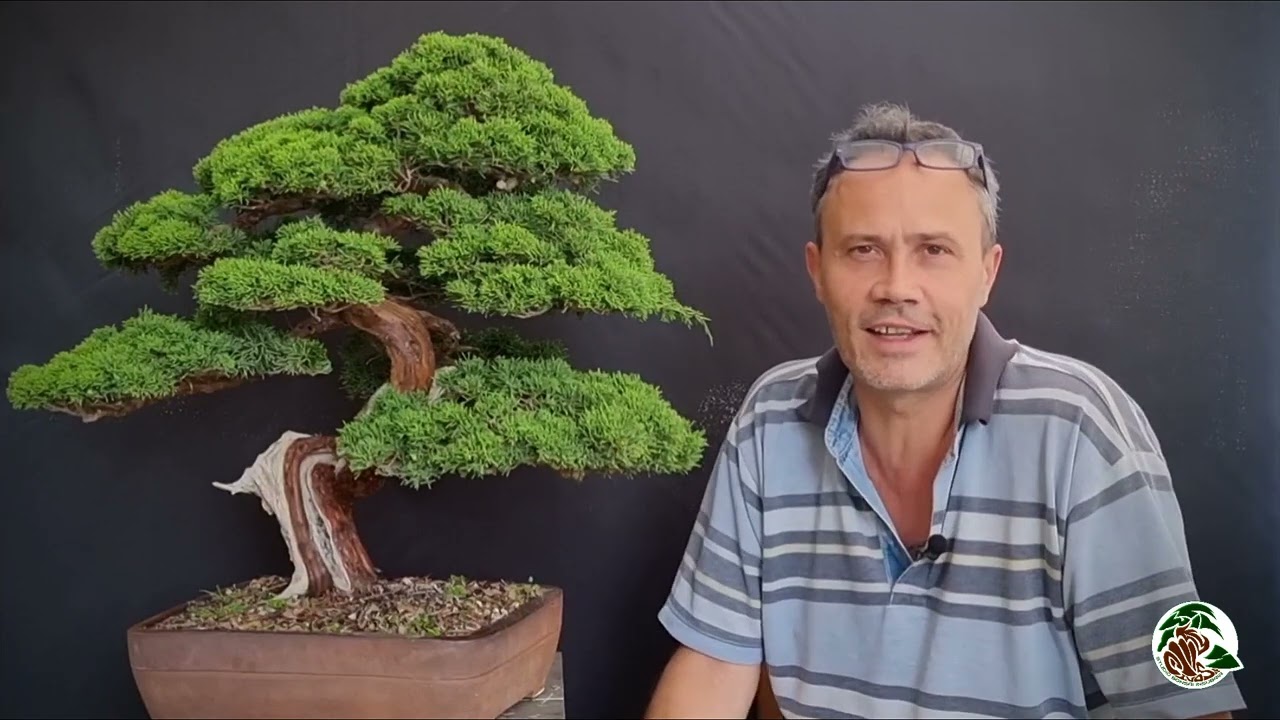 Rispondo alle domande sul il mio bonsai di ginepro Itoigawa