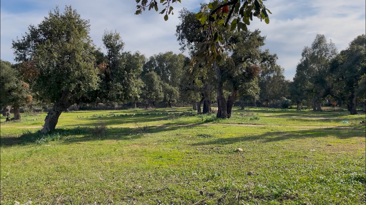 اتجاه مدينة عنابة بالرحال متعة السفر Annaba Algeria berrahal 