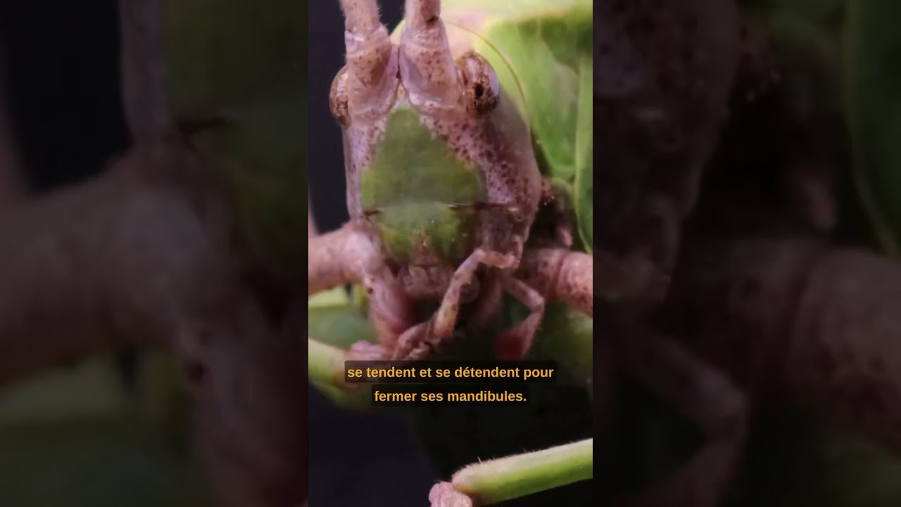 Odontomachus : la fourmi piège à mâchoire !