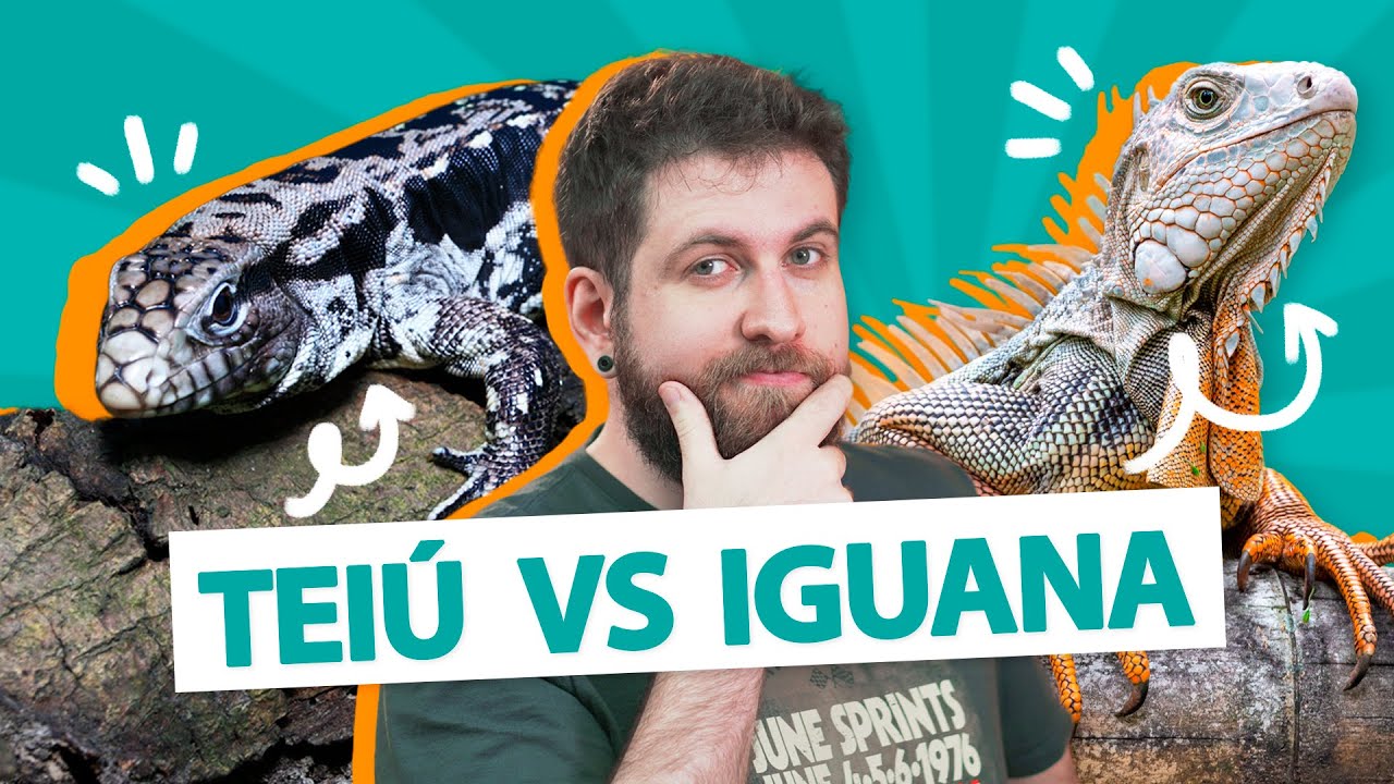 OS MAIORES LAGARTOS BRASILEIROS - Teiú vs Iguana
