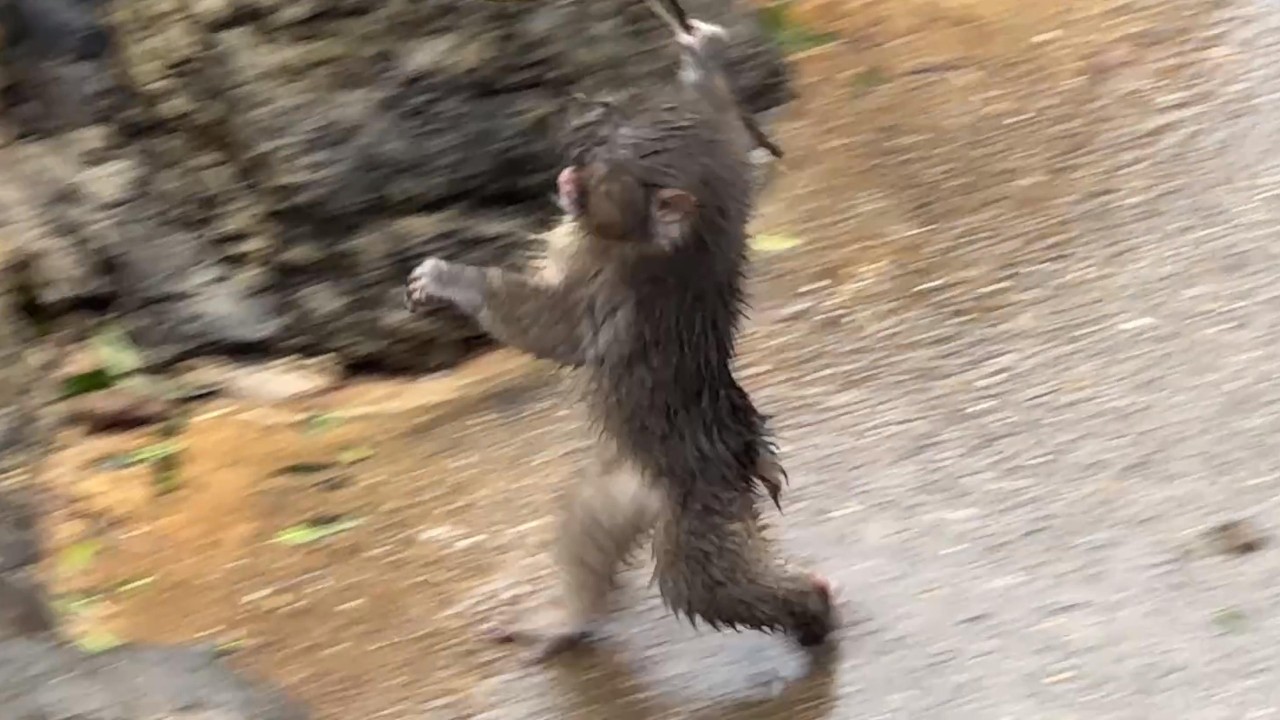 番外編 二足歩行のパンチくんが可愛すぎた【番外編】【市川市動植物園】ニホンザル