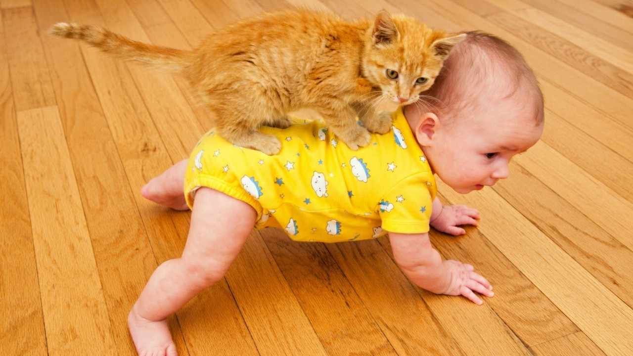 Try Not To Laugh  Funny Babies & Cats Playing Together 😹Adorable Baby Moments