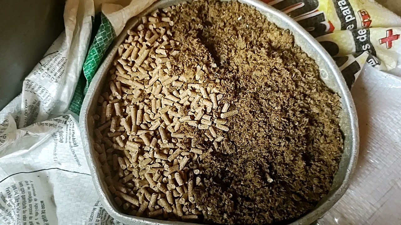 Qual a melhor alimentação para caprinos apartados?