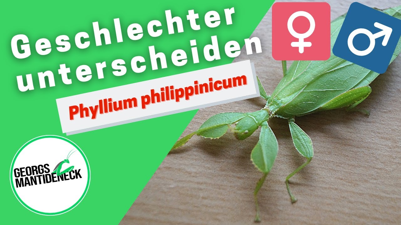 Geschlechterunterscheidung bei Phyllium philippinicum (Kleines wandelndes Blatt)
