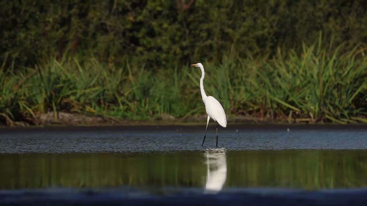 Silberreiher / great white egret / in Brandenburg