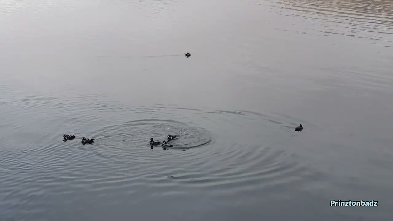 Aka Harlequin | Sea Ducks of Akutan