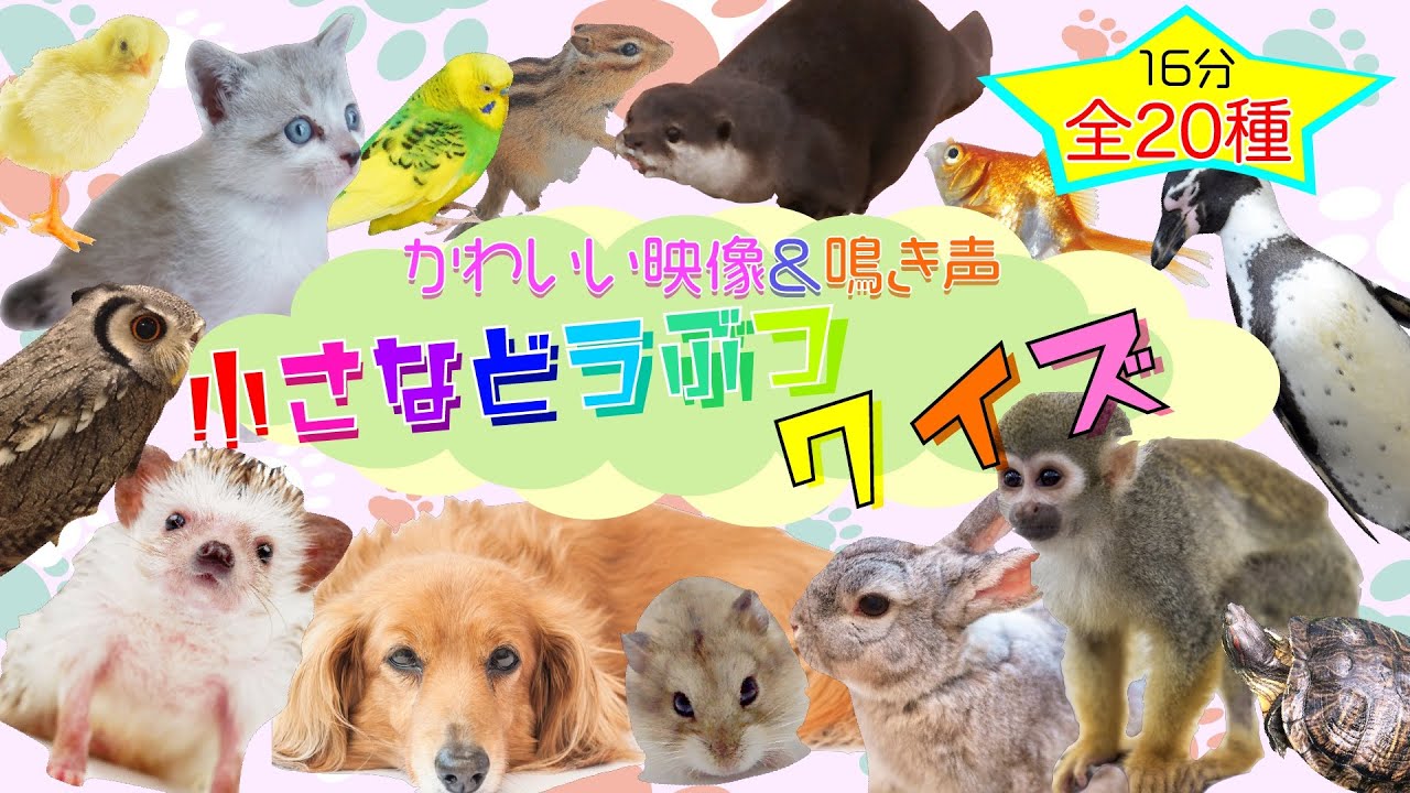 かわいい小動物が大集合❤️鳴き声いっぱい⭐️【小さな動物映像クイズ】思わず抱きしめたくなる❗️猫｜犬｜ウサギ｜ヒヨコ｜ハムスター｜チンチラ｜カワウソ｜ペンギン｜チンチラ｜リスザル｜金魚｜ハリネズミ