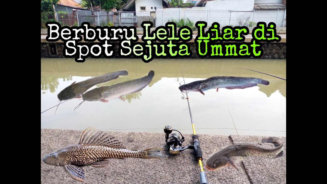 Berburu Lele Liar di Sungai Surabaya