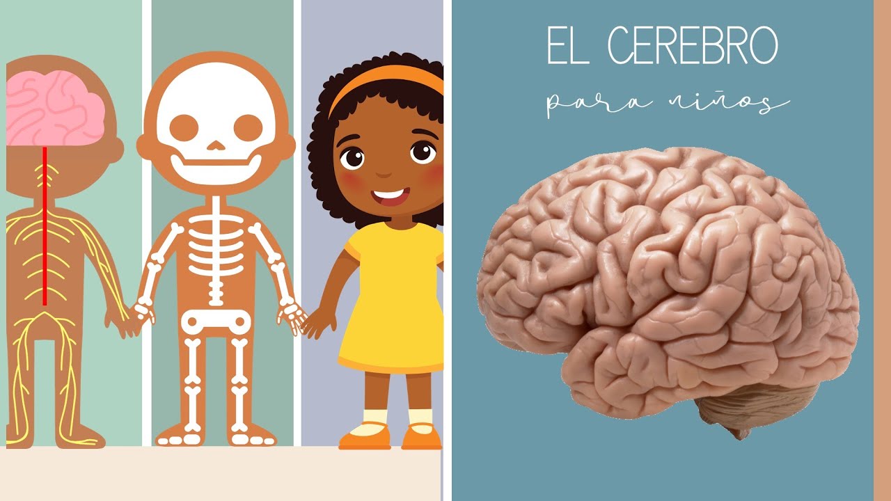 El Cerebro para ni&ntilde;os
