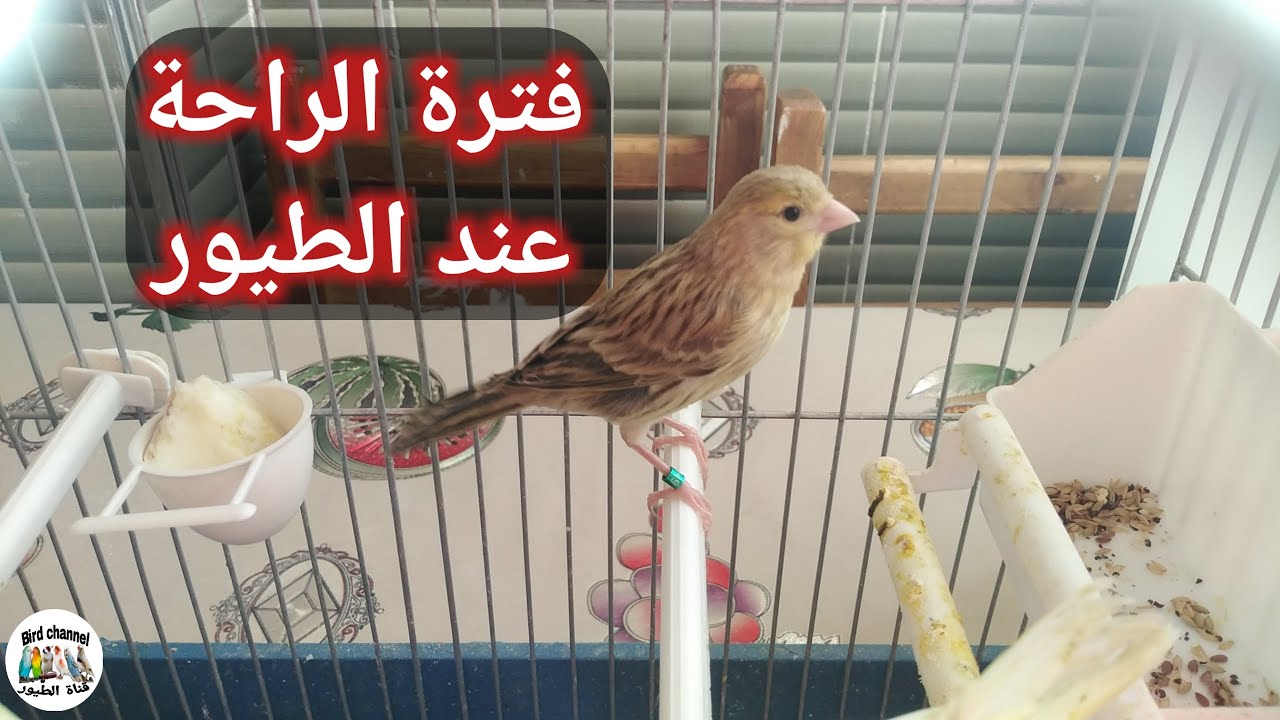 مرحلة الراحة عند الطيور متى تبدأ وماهي الأغذية التي نقدمها