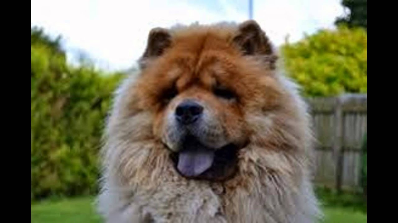 Chow Dogs Pictures