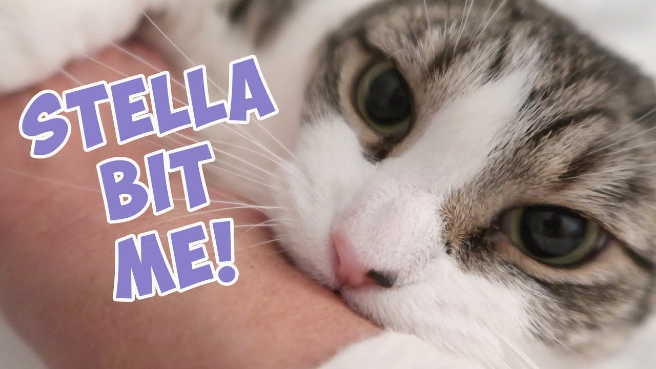 Boo Year 2 # 195 - Sleepy Cats,  Boo Grooms, Stella Bit Me