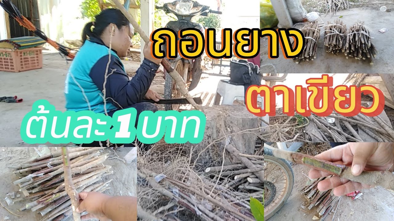 พามาขุดเบี้ยยางตาเขียว