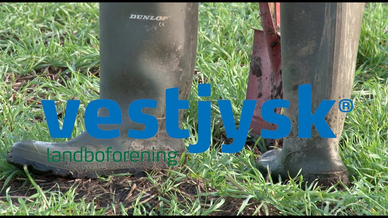 Pløjefrit landbrug   Vestjysk Lbf